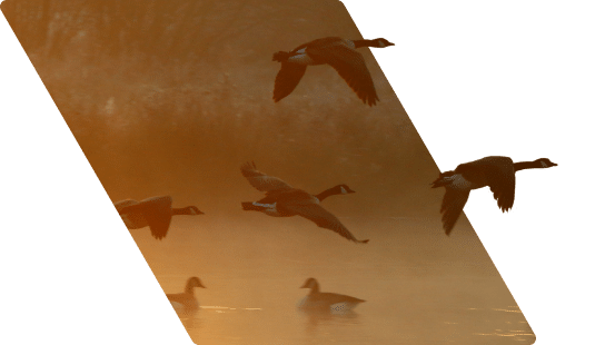 Geese flying above water