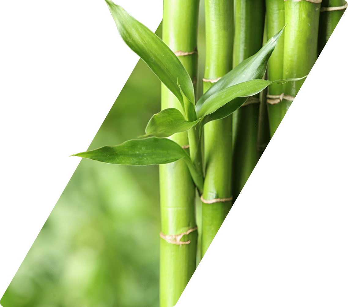 Bamboo with leaves